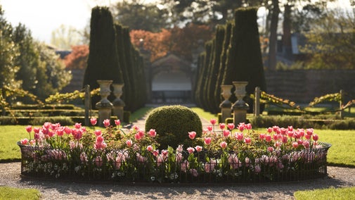 View of pink tulips in the Victorian Parterre on a sunny spring day in the garden at Erddig in Wrexham, Wales